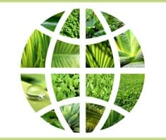 Allergien und Umwelt