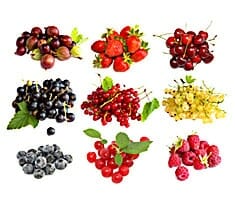 Beeren & Kirschen: Brombeere bis Heidelbeere