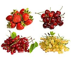 Beeren & Kirschen: Moosbeere bis Walderdbeere