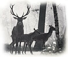 Wild & Federwild