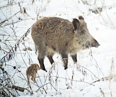 Mufflon bis Wildschwein | Wild & Federwild
