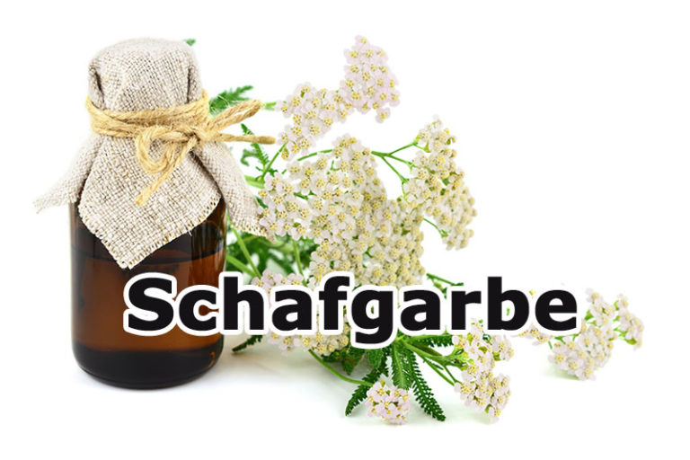 Schafgarbe Heilpflanzenlexikon Gesund Co At