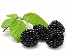 Beeren-stark: Gesundheit zum Pflücken