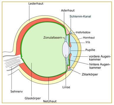 Aufbau des menschlichen Auges - Lasikon