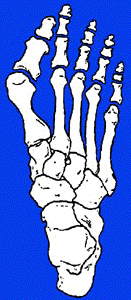 Hammerzehen