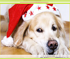 Stressfaktor Weihnachten (Teil 1)