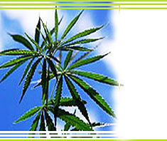 Cannabis und Gesundheit