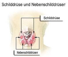 Die Schilddrüse – ein lebenswichtiges Organ