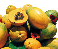 Lindert Papaya Reizdarmsyndrom?
