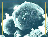 Allergene