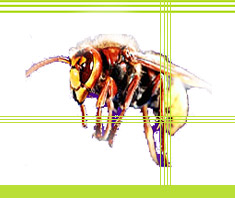 Insektenstiche – Bienen, Wespen, Hornissen