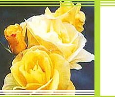 Aromaöle und ganzheitliche Hautbehandlung | Beauty