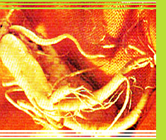 Ginseng – die Wunderwurzel