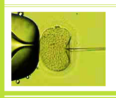 Künstliche Befruchtung – in vitro Fertilisation