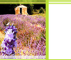 Lavendel – der Alleskönner