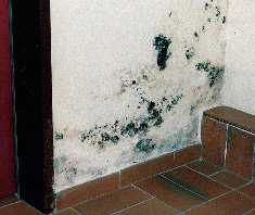 Schimmelbefall – ein Risiko für die Gesundheit
