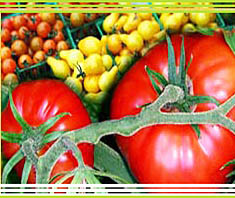 Tomate, Paradeiser, Paradiesapfel: prall, rot, gesund und kalorienarm