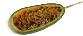 Curuba