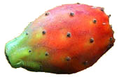Kaktusfeige