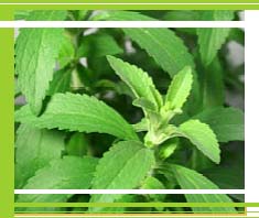 Stevia: Genuss ohne Gewissensbisse?