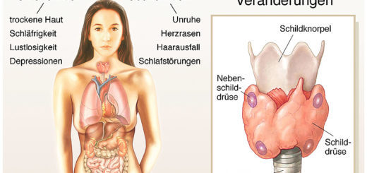Schilddrüsenerkrankung: Über- & Unterfunktion