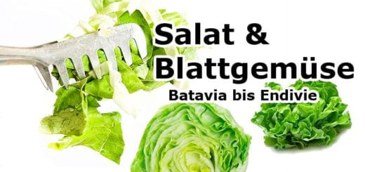 Batavia bis Endivie | Salat & Blattgemüse
