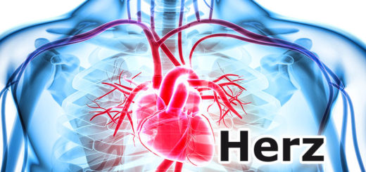 Medizinlexikon: Herz [Organe]