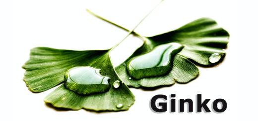Ginkgo | Heilpflanzenlexikon