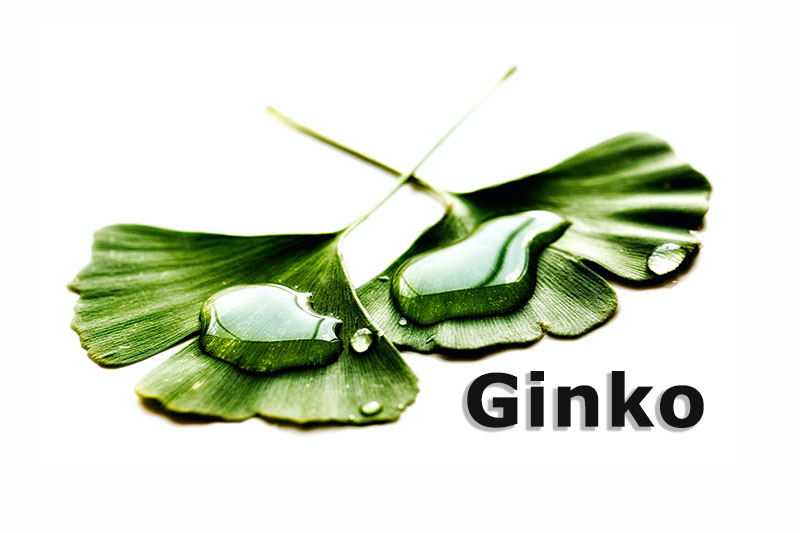 Ginkgo | Heilpflanzenlexikon