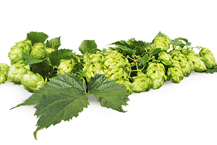 Hopfen | Heilpflanzenlexikon