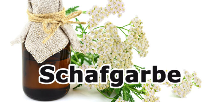 Schafgarbe (Achillea millefolium) | Heilpflanzenlexikon