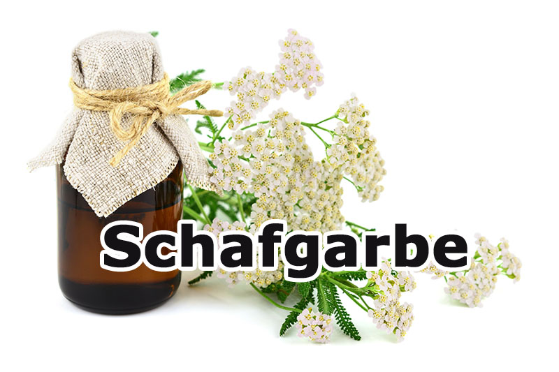 Schafgarbe (Achillea millefolium) | Heilpflanzenlexikon