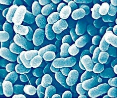 E.coli,EHEC, Darmkeim, Coli-Bakterium