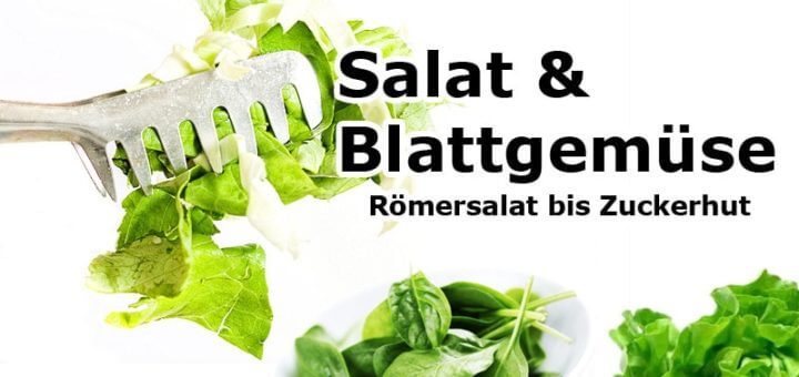 Römersalat bis Zuckerhut | Salat & Blattgemüse