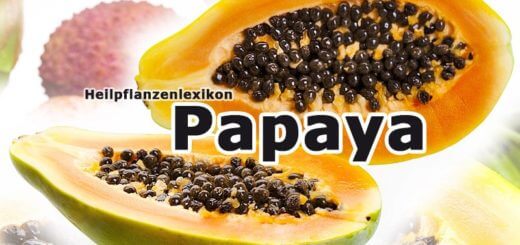 Papaya | Heilpflanzenlexikon
