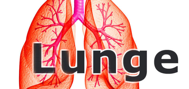 Medizinlexikon: Lunge mit Bronchien
