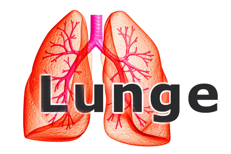 Lunge mit Bronchien