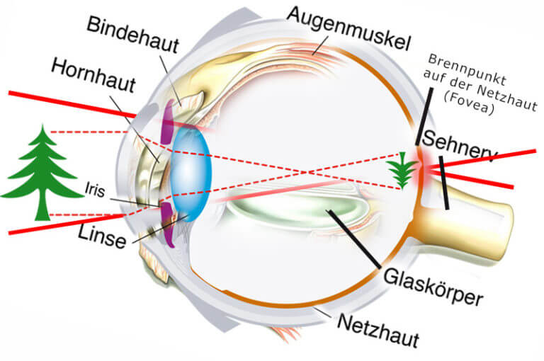 Auge Tränt Wenn Ich Auf Der Seite Liege Die Funktion des Auges » gesund.co.at