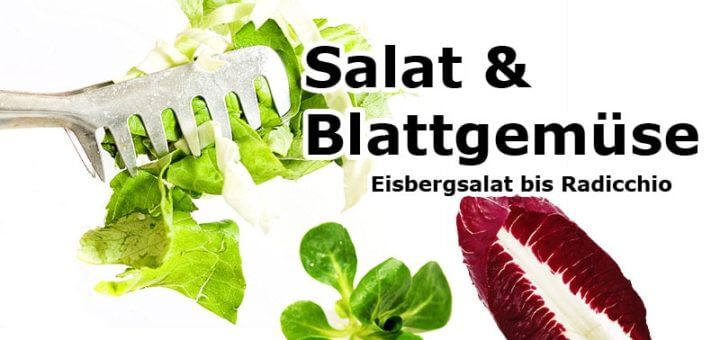 Eisbergsalat bis Radicchio | Salat & Blattgemüse