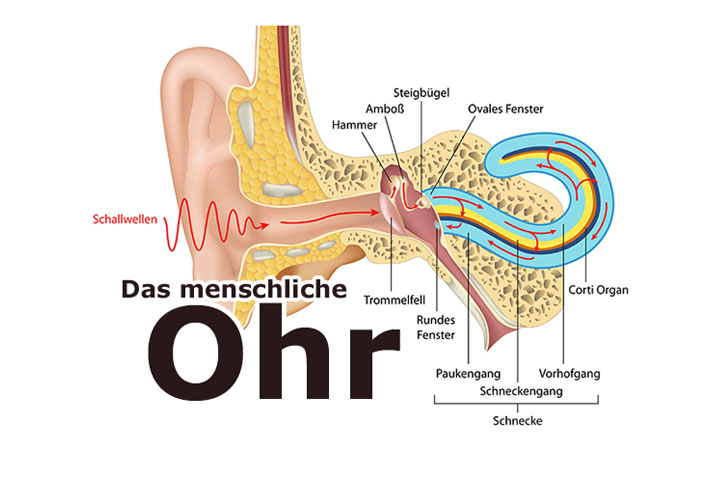 Das Ohr - Aufbau und Funktion