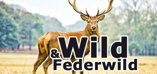 Wild & Federwild