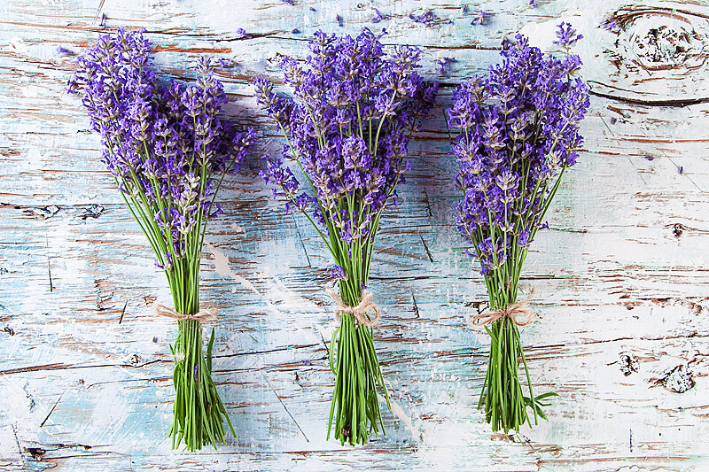 Lavendel – der Alleskönner