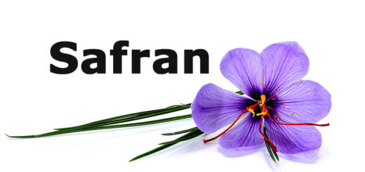 Safran - crocus sativus
