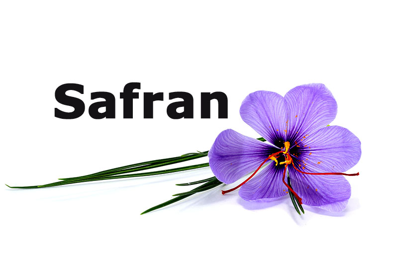 Safran - crocus sativus