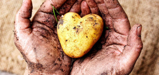 Kartoffel, Erdapfel, Grundbirn - die tolle Knolle