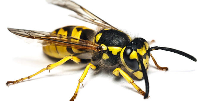 Insektenstiche – Bienen, Wespen, Hornissen
