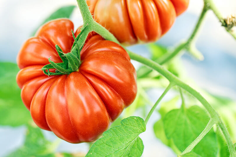 Paradeiser Tomaten