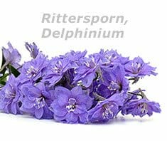 Rittersporn, Delphinium