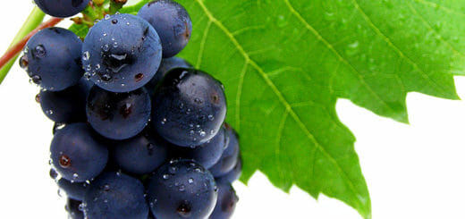 Traubenkernextrakt: Rispen blauer Weintrauben mit Weinblatt