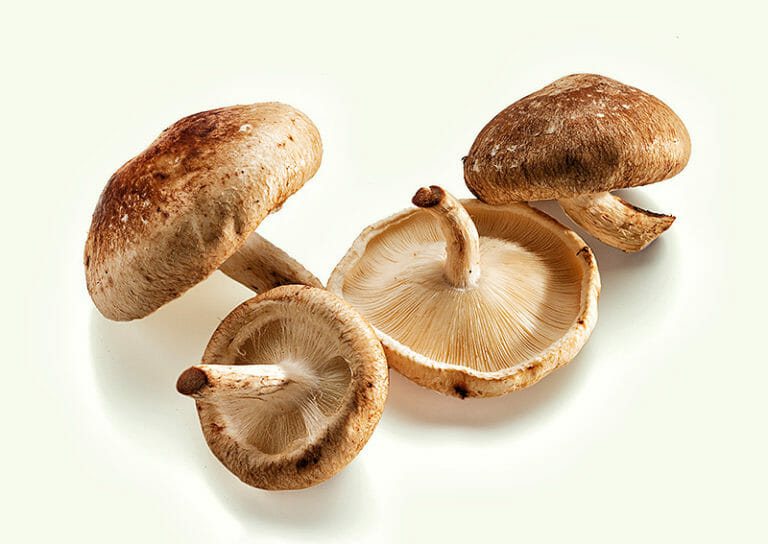 Superfood Shiitake Pilze » gesund.co.at